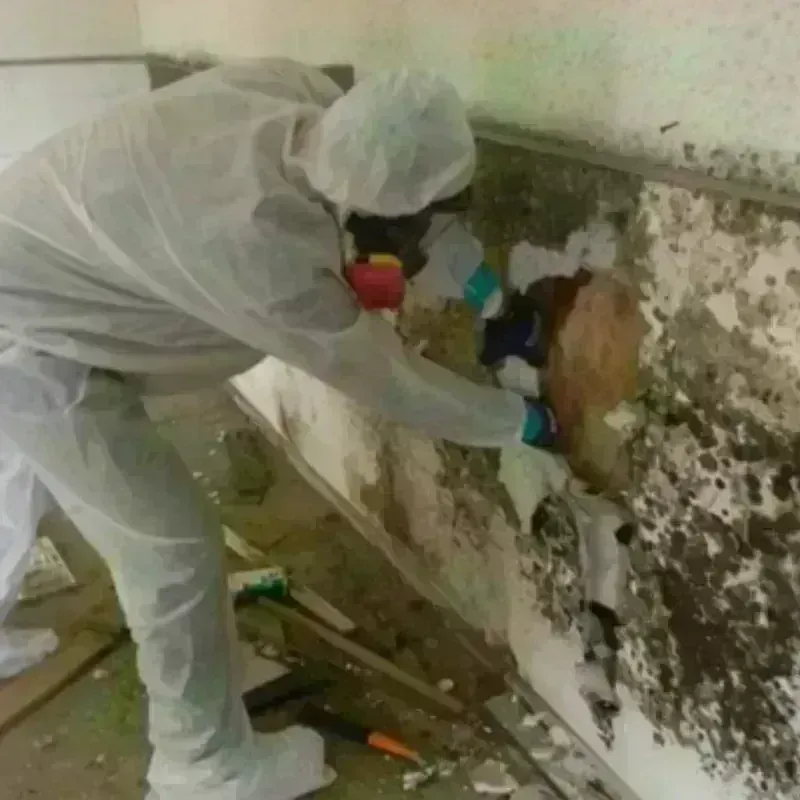 Mold Remediation and Removal in Saint Michaels, AZ